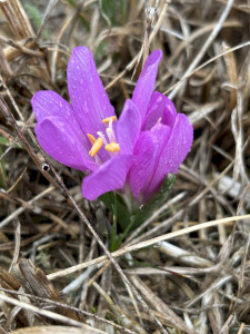 10. Natura