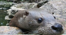 Állatok világnapja és örökbefogadók napja