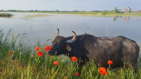 Naplementés bivalyos túra