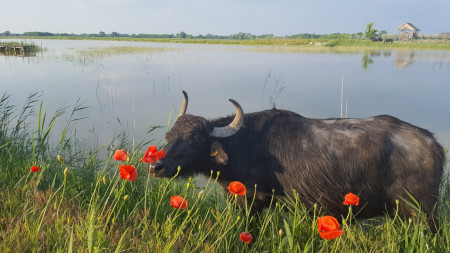 Naplementés bivalyos túra