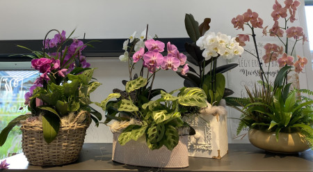 Bring unique products home from Mórahalom