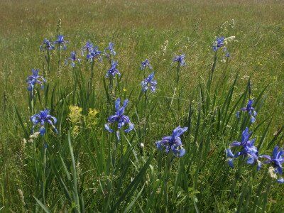 CSIPAK-SEMLYÉK (CSIPAK-MOUNDS)