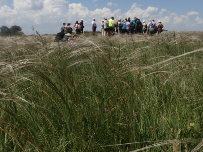 CSODARÉT (WONDER MEADOW) OF ÁSOTTHALOM