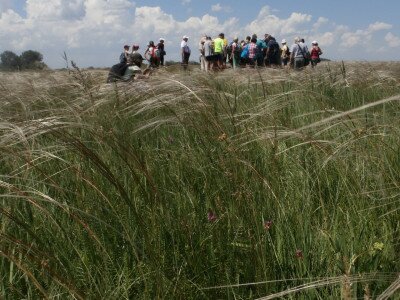 ČUDNOVATA LIVADA U AŠOTHALOMU