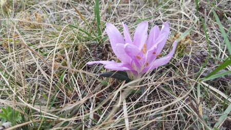 Értékeink nyomában 1.: Egyhajúvirág túra