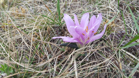 Értékeink nyomában 1.: Egyhajúvirág túra