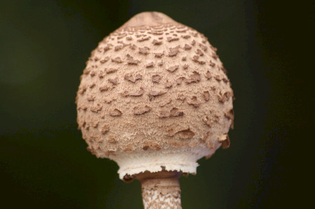 Értékeink nyomában 7. Gombaismereti túra