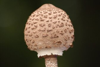Értékeink nyomában 7. Gombaismereti túra