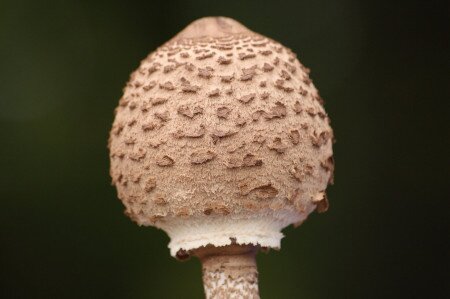 Értékeink nyomában 7. Gombaismereti túra