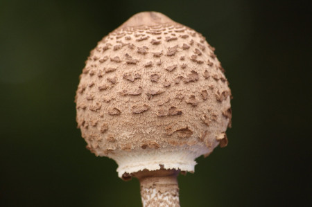 Értékeink nyomában 7. Gombaismereti túra