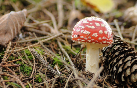 Értékeink nyomában 9.: Gombaismereti túra