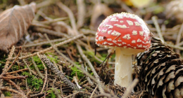 Értékeink nyomában 9.: Gombaismereti túra