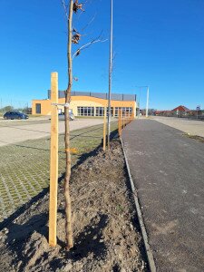 A Greener Future in Mórahalom