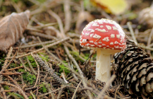 Értékeink nyomában 2.: Kucsmagomba vadászat