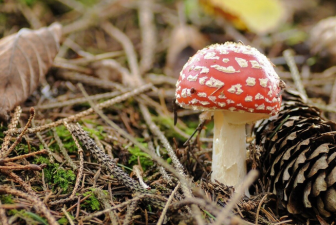 Gombaismereti túra