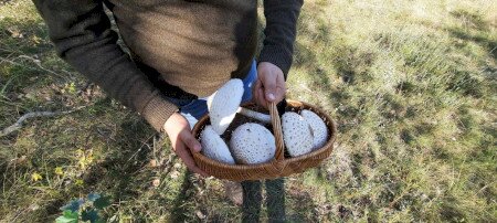 Értékeink nyomában 7.: Gombaismereti túra
