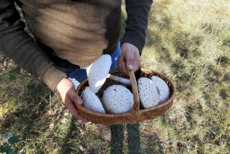 Értékeink nyomában 7.: Gombaismereti túra