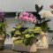 image_50409217