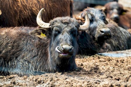 JEZERO NAĐSEKŠOŠ I REZERVAT BIVOLA