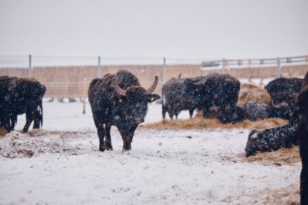 JEZERO NAĐSEKŠOŠ I REZERVAT BIVOLA 
