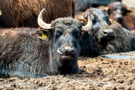 JEZERO NAĐSEKŠOŠ I REZERVAT BIVOLA