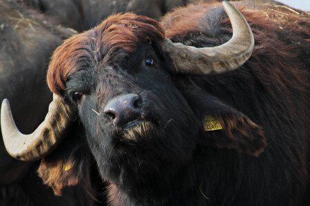 JEZERO NAĐSEKŠOŠ I REZERVAT BIVOLA