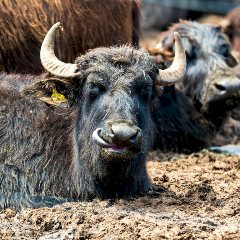 Lacul Nagyszéksós și rezervația de bivoli 