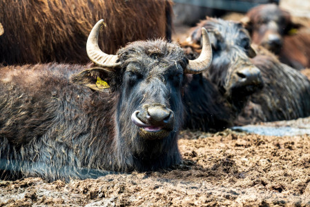 Lacul Nagyszéksós și rezervația de bivoli