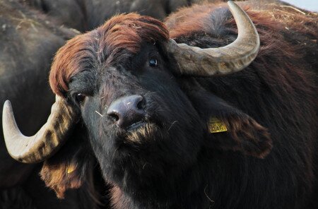 Lacul Nagyszéksós și rezervația de bivoli