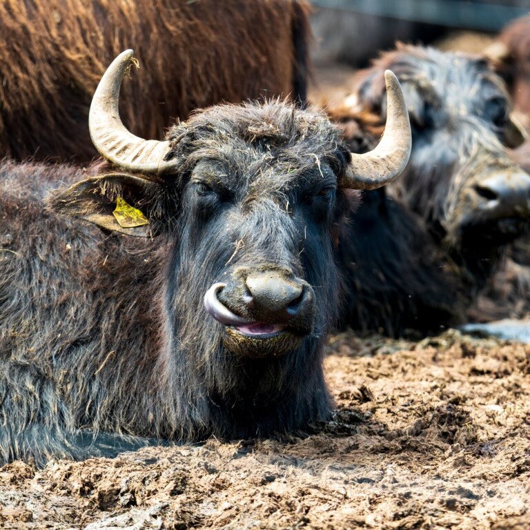 Lake Nagyszéksós and Buffalo Reserve