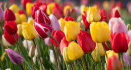 Tulipánszüret