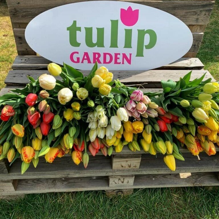 TulipGarden - Tulipánszüret