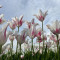 Tulipgarden1