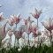 Tulipgarden1