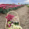 Tulipgarden2