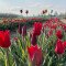 Tulipgarden5