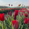 Tulipgarden5