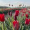 Tulipgarden5