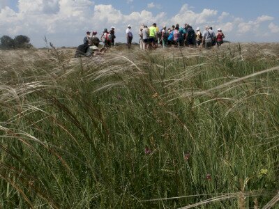 CSODARÉT (WONDER MEADOW) OF ÁSOTTHALOM