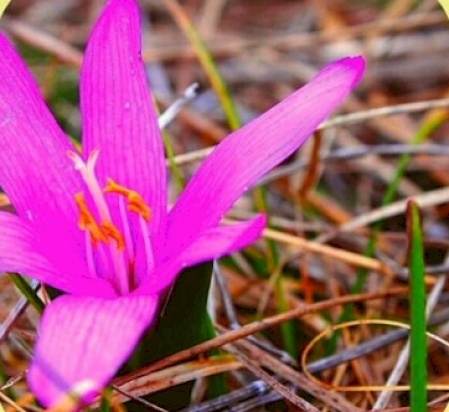 Kalandtúra az ásotthalmi erdőben
