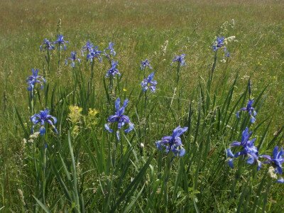 CSIPAK-SEMLYÉK (CSIPAK-MOUNDS)