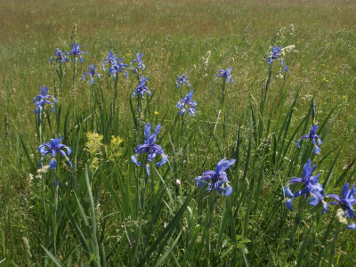 CSIPAK-SEMLYÉK (CSIPAK-MOUNDS)